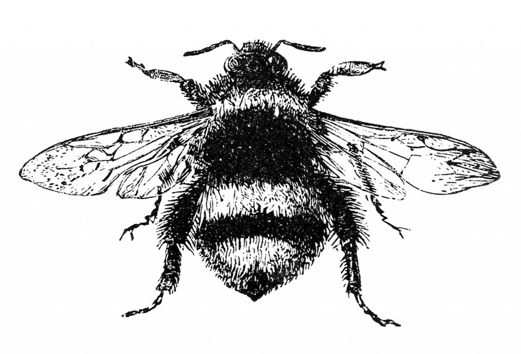 Free-Stock-Image-Bumblebee-GraphicsFairy-1024x696