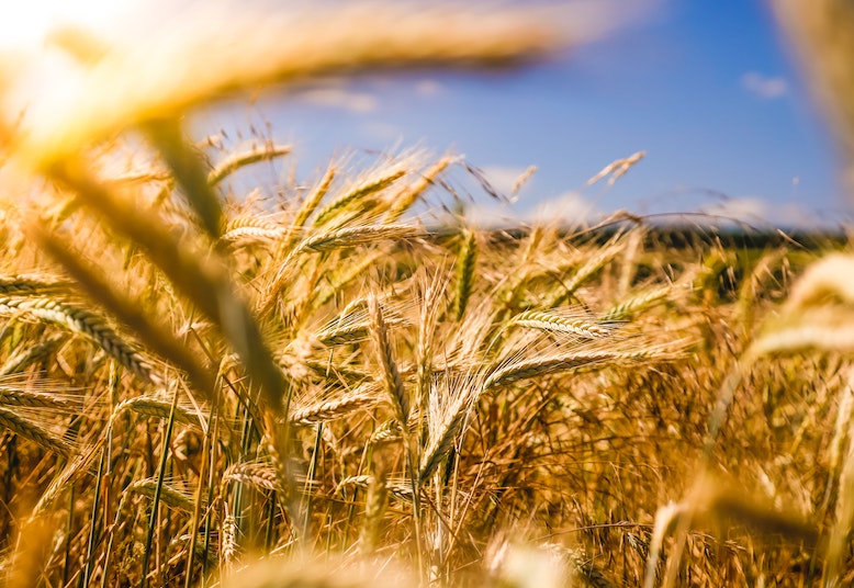 abundant wheat 2023 calendar 